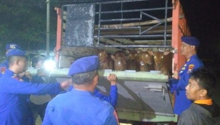 Jelang Idul Adha, Polres Situbondo Berikan Pengawasan Ketat Terhadap Aktivitas Pengangkut Hewan Ternak