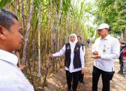 Gubernur Khofifah Soroti Ancaman Gula Rafinasi Saat Pimpin Tanam Tebu Perdana di Kediri
