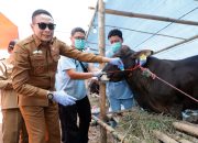 Jelang Idul Adha, Walikota Malang Tinjau Tempat Penjualan Hewan Kurban