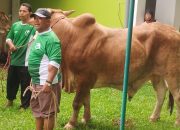 Masjid Agung Sidoarjo Bagikan Ratusan Daging Kurban dari 9 Sapi dan 4 Kambing 