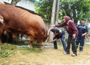Dinas Pangan dan Pertanian Sidoarjo Pastikan Hewan Kurban Wabup Sidoarjo Dalam Kondisi Sehat