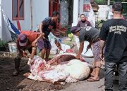 Momentum Idul Adha 1447 H, DPC PDIP Kota Malang Distribusikan Daging Kurban ke Masyarakat