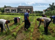 Komitmen Dukung Ketahanan Pangan, Polisi Dampingi Petani Lakukan Perawatan Tanaman 