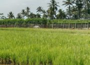 Sistem Minapadi Berpotensi Meningkatkan Pendapatan Petani