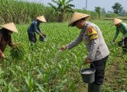 Dukung Ketahanan Pangan, Polisi Dampingi Petani Rawat Jagung