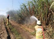 Kebakaran Lahan Tebu Terjadi di Kediri, Sisa Daun Jadi Pemicunya