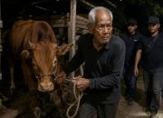Kakek 84 Tahun Komplotan Maling Sapi Dibekuk Polisi