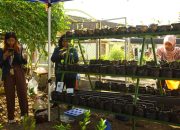 Mahasiswa UB Ubah Lahan Terbatas Jadi Produktif