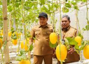 BUMDes Sidorejo Kembangkan Sentra Melon Premium