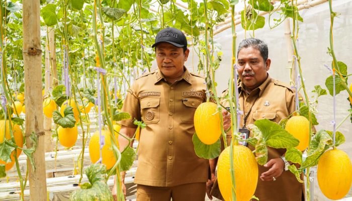 BUMDes Sidorejo Kembangkan Sentra Melon Premium