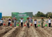 Koramil Wates Kawal Program Bongkar Ratoon