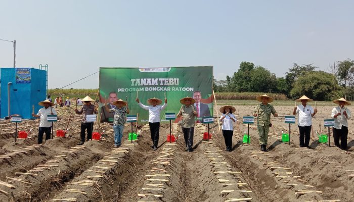 Koramil Wates Kawal Program Bongkar Ratoon