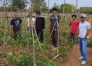 Solusi Tanah Rusak, Petani Gandeng Mahasiswa Pertanian Kembangkan Pupuk SULAMI