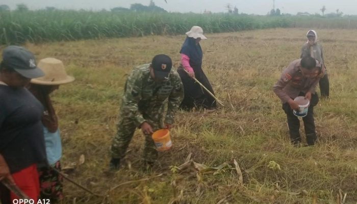 TNI-Polri Perkuat Pertanian di Sumberbendo